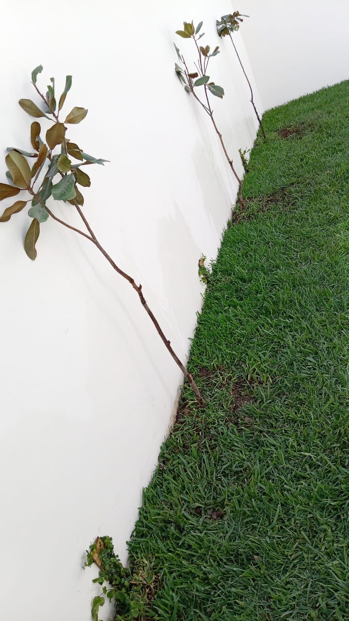 Árboles en área verde